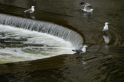 DSC_2587 (Large).JPG